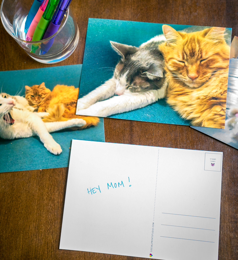 Custom Pet Postcards